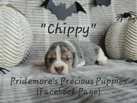 ACA "Chippy" Black Tri Merle, a male Beagle for sale in Norwood, MO – Photo 8 of 10