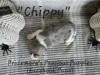 ACA "Chippy" Black Tri Merle, a male Beagle for sale in Norwood, MO – Photo 10 of 10