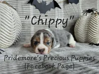 ACA "Chippy" Black Tri Merle, a male Beagle for sale in Norwood, MO – Photo 6 of 10