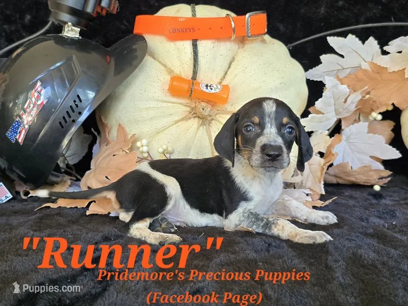 UKC "Runner" – English Coonhound, Bluetick Coonhound puppy for sale in Norwood, MO