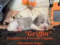 "Griffin" Blue Tri Merle-ACA, a male Beagle for sale in Norwood, MO – 10 of 10