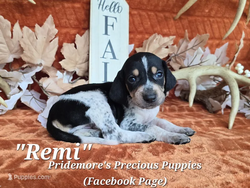 UKC "Remi" – English Coonhound, Bluetick Coonhound puppy for sale in Norwood, MO