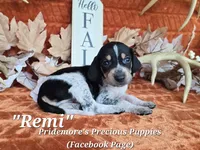 UKC "Remi", a female English Coonhound and Bluetick Coonhound for sale in Norwood, MO – 1 of 1