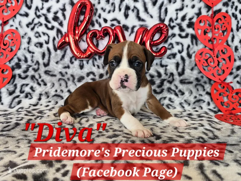 AKC Flashy Fawn "Diva"