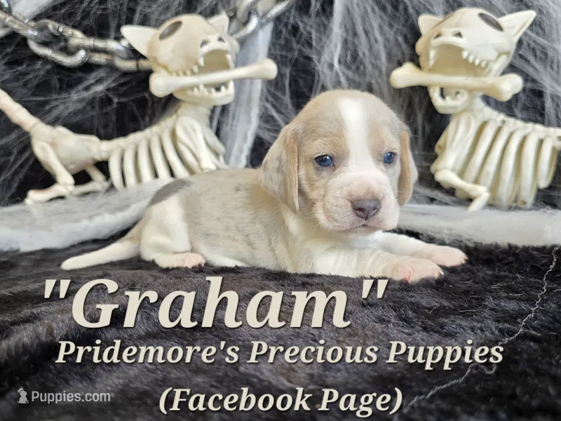 "Graham" Blue Tri Merle~ACA – Beagle puppy for sale in Norwood, MO
