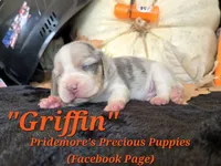 "Griffin" Blue Tri Merle-ACA, a male Beagle for sale in Norwood, MO – 7 of 10