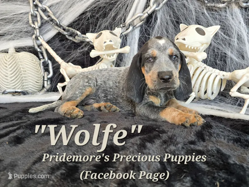 UKC, PKC "Wolfe" – Bluetick Coonhound puppy for sale in Norwood, MO