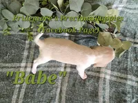 ACA "Babe" Lemon&White, a female Beagle for sale in Norwood, MO – 9 of 9