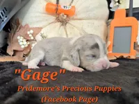 "Gage" Blue Tri Merle~ACA, a male Beagle for sale in Norwood, MO – 6 of 10