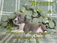 ACA "Breeze" Blue&White, a female Beagle for sale in Norwood, MO – 5 of 10