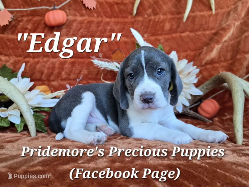 "Edgar" ACA Blue&White – Beagle puppy for sale in Norwood, MO