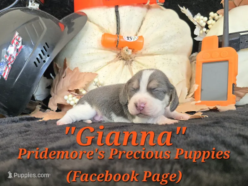 "Gianna" Blue Tri~ACA – Beagle puppy for sale in Norwood, MO