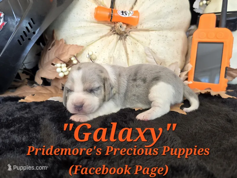 "Galaxy" Blue Tri Merle~ACA – Beagle puppy for sale in Norwood, MO