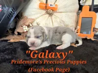 "Galaxy" Blue Tri Merle~ACA, a female Beagle for sale in Norwood, MO – 1 of 8