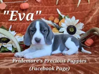 "Eva" ACA Blue&White, a female Beagle for sale in Norwood, MO – 5 of 5