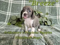 ACA "Breeze" Blue&White, a female Beagle for sale in Norwood, MO – 2 of 10