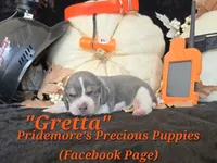 "Gretta" Blue Tri~ACA, a female Beagle for sale in Norwood, MO – 4 of 7