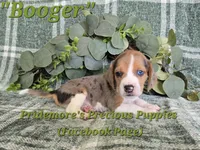 ACA "Booger" Black Tri Merle, a male Beagle for sale in Norwood, MO – 2 of 10