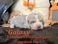 "Galaxy" Blue Tri Merle~ACA, a female Beagle for sale in Norwood, MO – 4 of 8