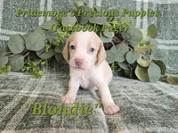 ACA "Blondie" Lemon&White , a female Beagle for sale in Norwood, MO – 3 of 10