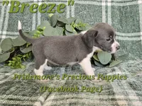 ACA "Breeze" Blue&White, a female Beagle for sale in Norwood, MO – 10 of 10