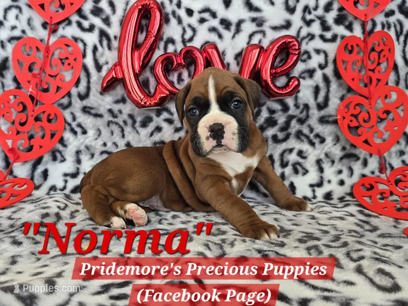 AKC Flashy Fawn "Norma"