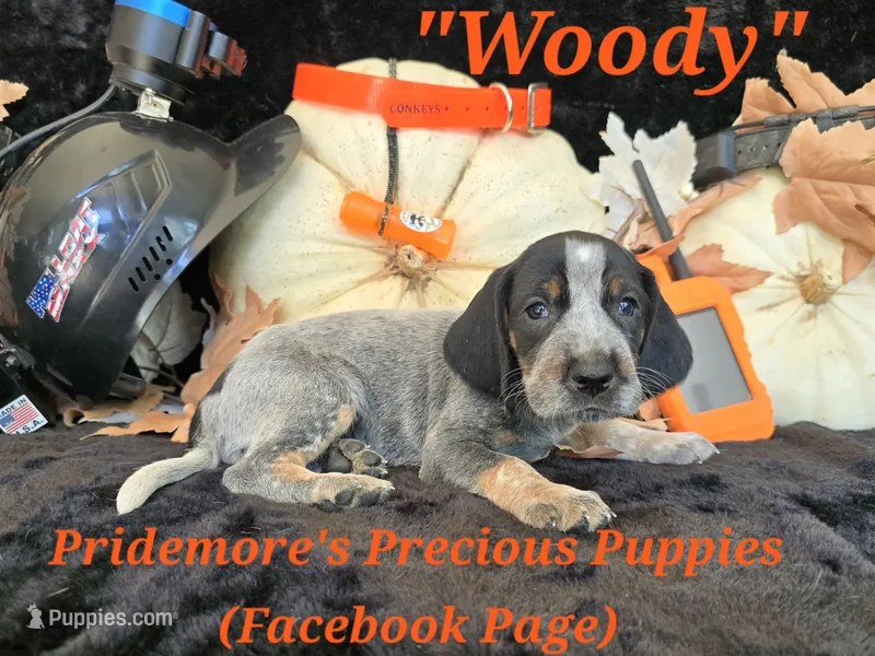 UKC, PKC "Woody" – Bluetick Coonhound puppy for sale in Norwood, MO