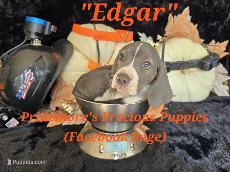 Blue&White "Edgar" ACA – Beagle puppy for sale in Norwood, MO