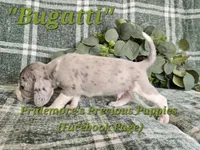 ACA "Bugatti" Blue&White Merle, a male Beagle for sale in Norwood, MO – 6 of 8