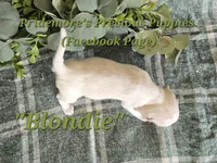 ACA "Blondie" Lemon&White , a female Beagle for sale in Norwood, MO – 4 of 10