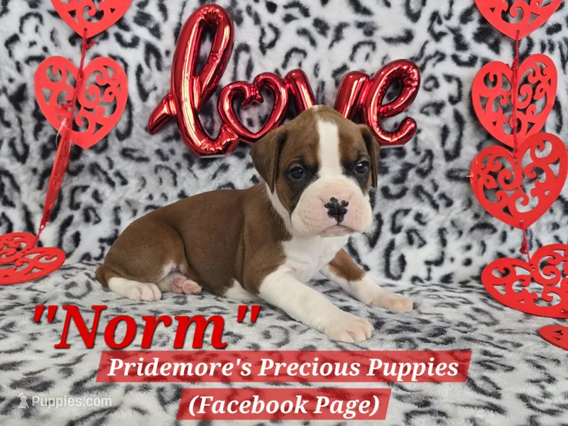 AKC Flashy Fawn "Norm"