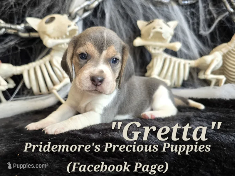 "Gretta" Blue Tri~ACA – Beagle puppy for sale in Norwood, MO