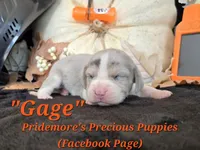 "Gage" Blue Tri Merle~ACA, a male Beagle for sale in Norwood, MO – 5 of 10