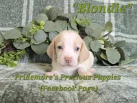 ACA "Blondie" Lemon&White , a female Beagle for sale in Norwood, MO – 9 of 10