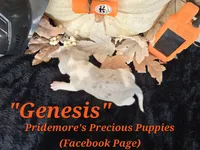 "Genesis" Blue Tri Merle~ACA, a female Beagle for sale in Norwood, MO – 7 of 8