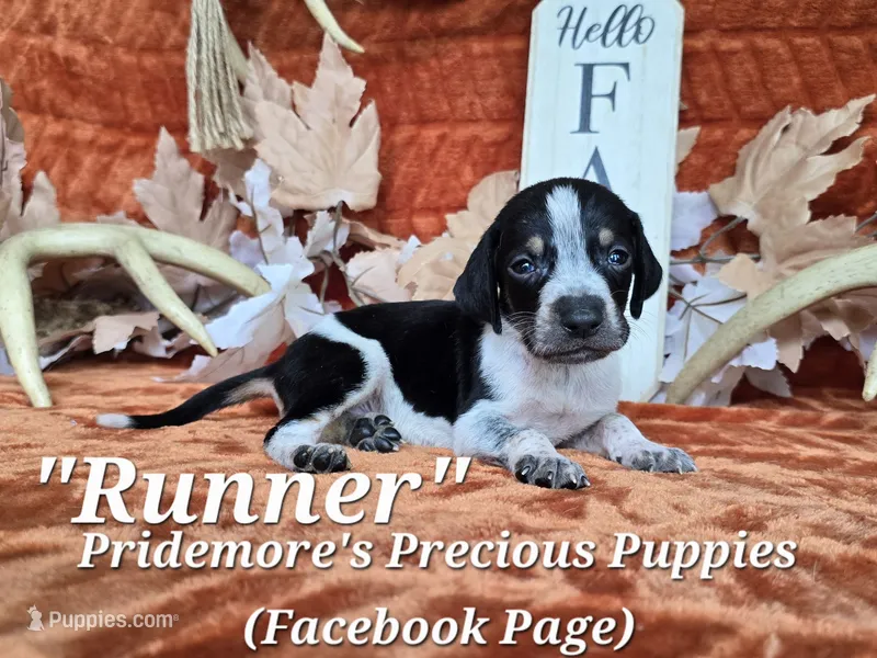UKC "Runner" – English Coonhound, Bluetick Coonhound puppy for sale in Norwood, MO