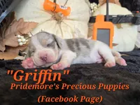 "Griffin" Blue Tri Merle-ACA, a male Beagle for sale in Norwood, MO – 2 of 10