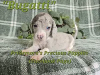 ACA "Bugatti" Blue&White Merle, a male Beagle for sale in Norwood, MO – 5 of 8