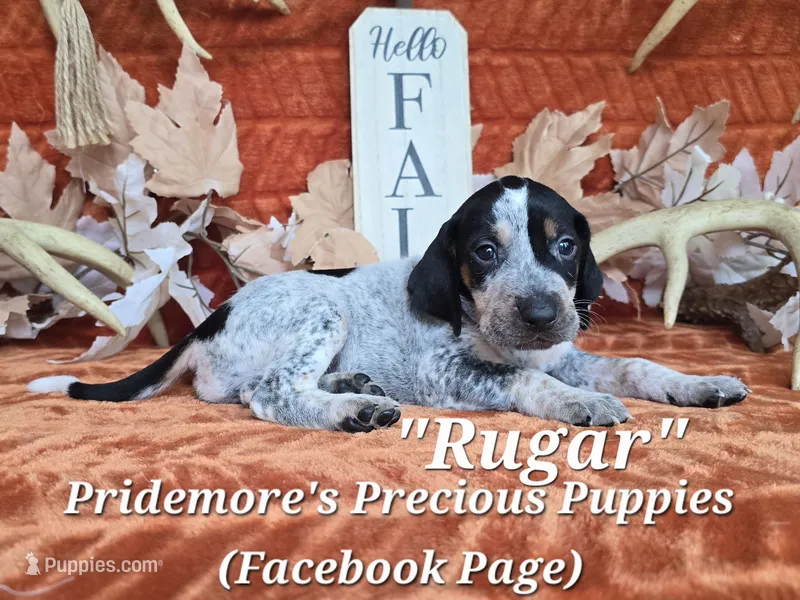 UKC "Rugar" – English Coonhound, Bluetick Coonhound puppy for sale in Norwood, MO