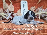 UKC "Rugar", a male English Coonhound and Bluetick Coonhound for sale in Norwood, MO – 1 of 1