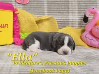 "Ella" ACA Blue&White, a female Beagle for sale in Norwood, MO – 2 of 2