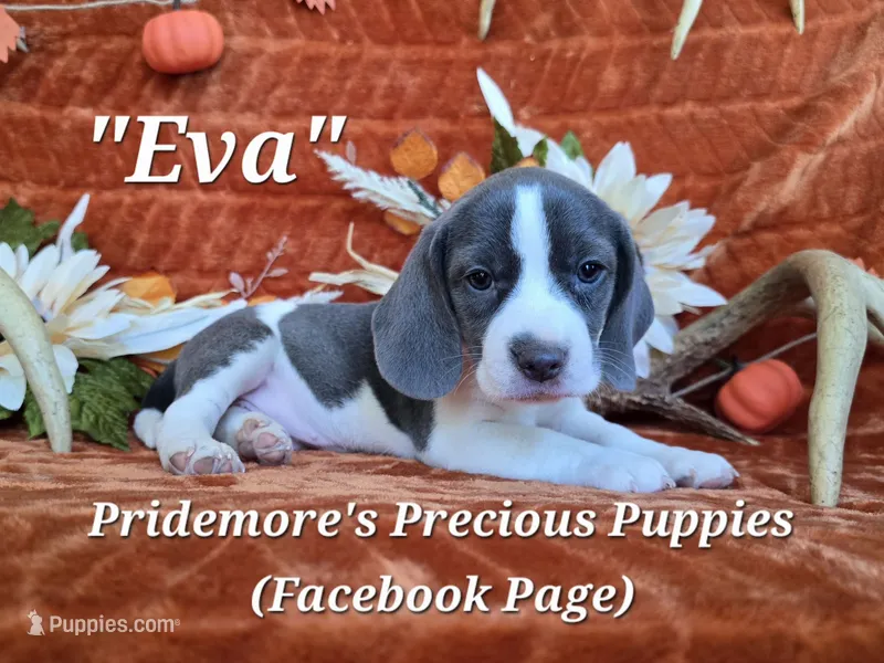 "Eva" ACA Blue&White – Beagle puppy for sale in Norwood, MO