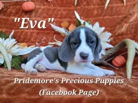 "Eva" ACA Blue&White, a female Beagle for sale in Norwood, MO – 1 of 5