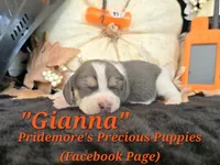 "Gianna" Blue Tri~ACA, a female Beagle for sale in Norwood, MO – 4 of 7