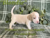ACA "Blondie" Lemon&White , a female Beagle for sale in Norwood, MO – 8 of 10
