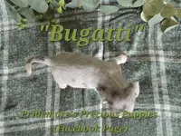 ACA "Bugatti" Blue&White Merle, a male Beagle for sale in Norwood, MO – 8 of 8