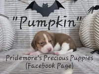 ACA "Pumpkin" Choc. Tri, a female Beagle for sale in Norwood, MO – Photo 9 of 10