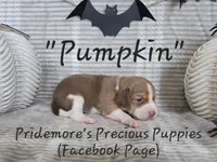 ACA "Pumpkin" Choc. Tri, a female Beagle for sale in Norwood, MO – Photo 5 of 10