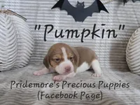 ACA "Pumpkin" Choc. Tri, a female Beagle for sale in Norwood, MO – Photo 4 of 10