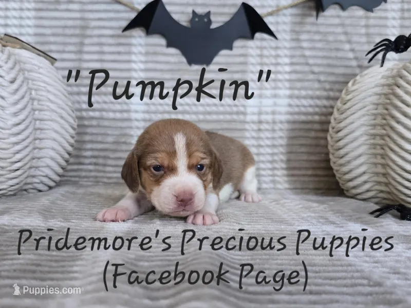 ACA "Pumpkin" Choc. Tri